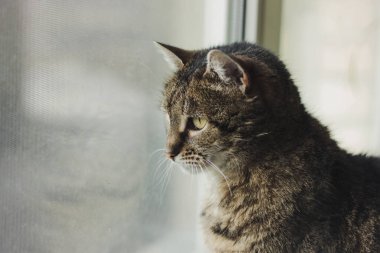Güzel kedi pencereden dışarı bakar.
