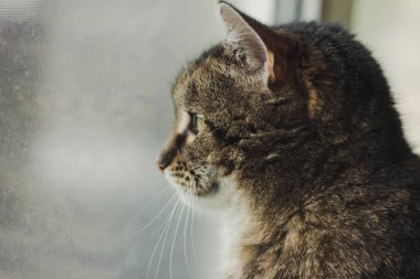 Güzel kedi pencereden dışarı bakar.