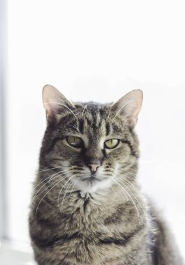 Beyaz arka plandaki kedi. Evcil hayvanlar