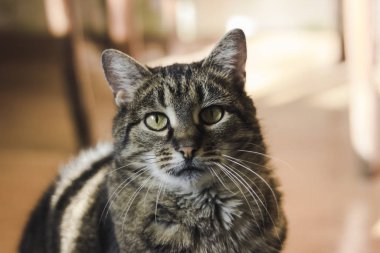 Yeşil gözlü kedi portresi