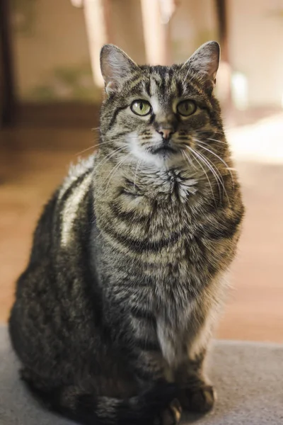 Portret Van Kat Met Groene Ogen — Stockfoto