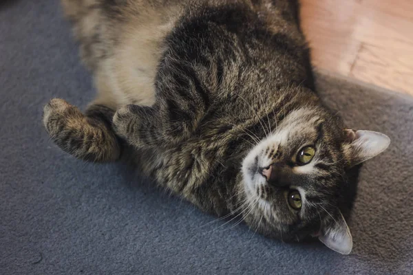 Portret Van Kat Met Groene Ogen — Stockfoto