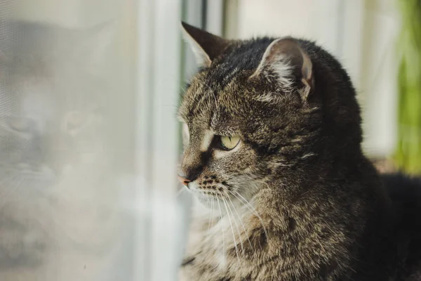 아름다운 고양이가 창밖을 내다본다 — 스톡 사진