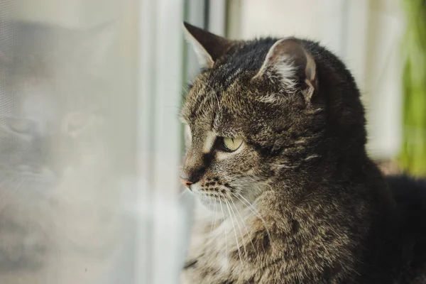 Kucing Cantik Melihat Luar Jendela — Stok Foto