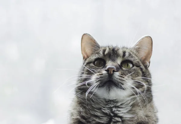 Kat Witte Achtergrond Huisdieren — Stockfoto