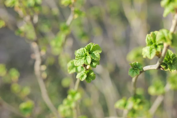 Foglie Verdi Ribes Primavera — Foto Stock