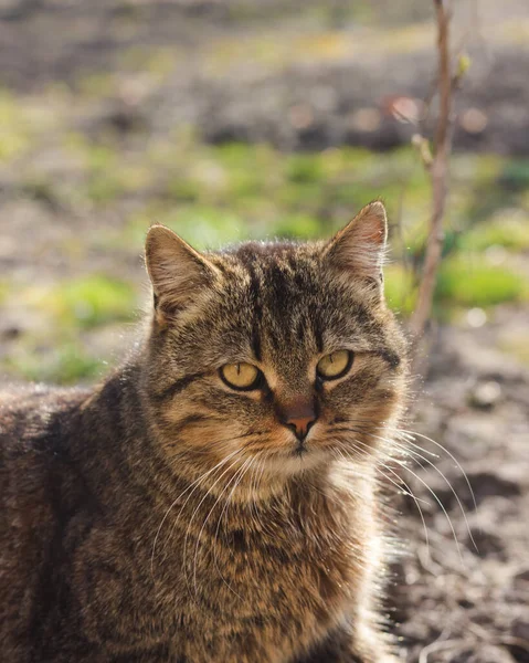 Porträt Einer Katze Garten — Stockfoto
