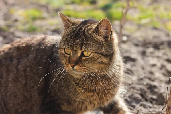 Portrait Chat Dans Jardin — Photo