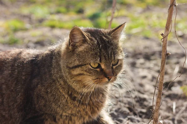 Portré Egy Macskáról Kertben — Stock Fotó