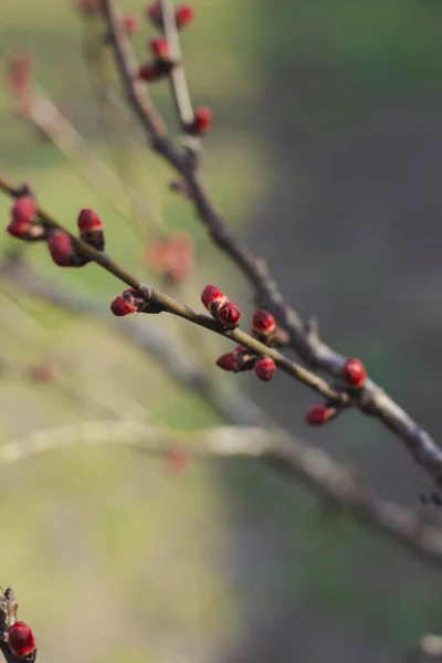 Filial Med Röda Knoppar Fjäderaprikos — Stockfoto