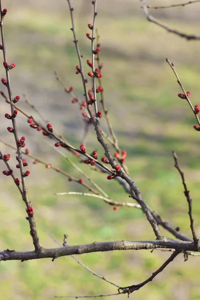 Filial Med Röda Knoppar Fjäderaprikos — Stockfoto