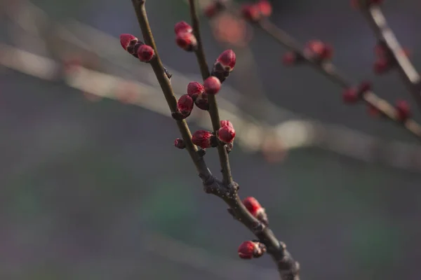 Filial Med Röda Knoppar Fjäderaprikos — Stockfoto