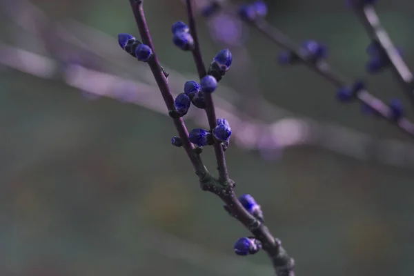 Gren Med Blå Knoppar Våraprikos Konst — Stockfoto