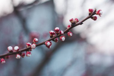 Kayısı dalında kırmızı tomurcuklar