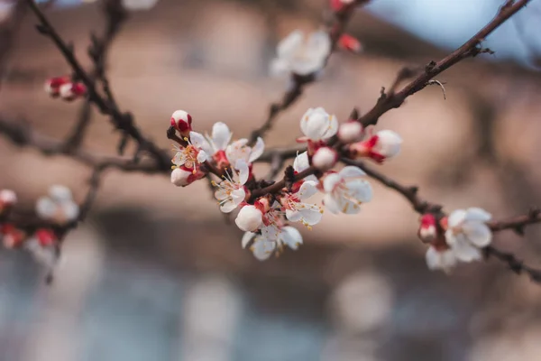 Blommande Aprikosträd Filial Med Blommor Bakgrund Blå Himmel — Stockfoto