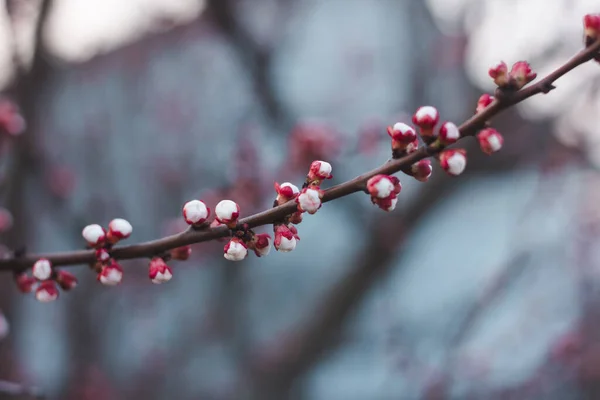 Rote Knospen Auf Einem Marillenzweig — Stockfoto