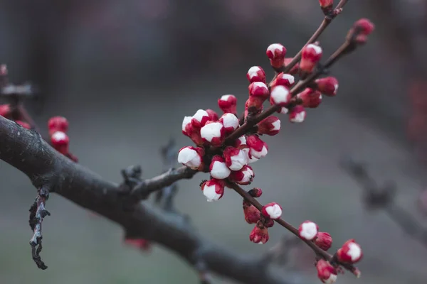 Rote Knospen Auf Einem Marillenzweig — Stockfoto