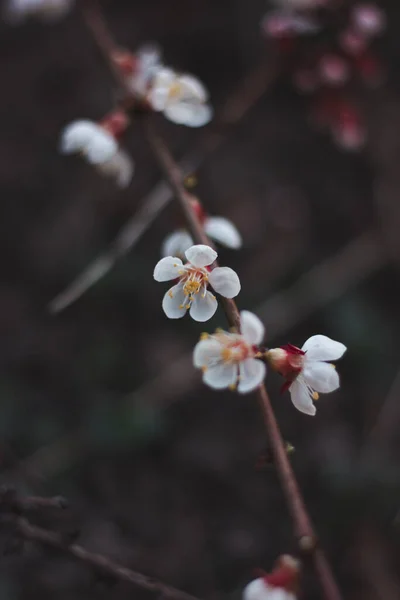 Blühender Marillenbaum Zweig Mit Weißen Blüten Auf Dunklem Hintergrund — Stockfoto