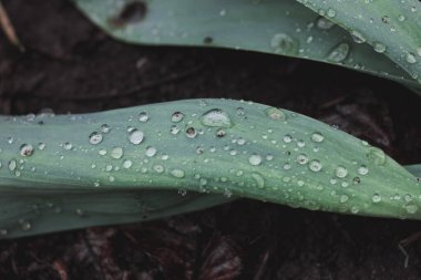 Lale yapraklarının üzerine yağmur damlaları yağar.
