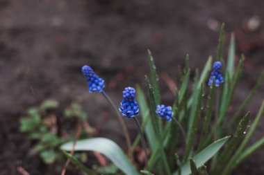 Çiçekli muscari. Mavi küçük çiçekler