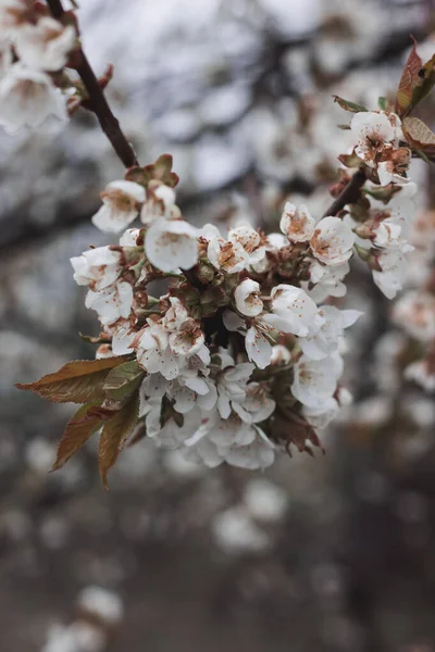 Zweig Eines Kirschbaums Kirschblüte Frühling — Stockfoto