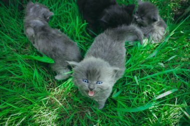 Yeşil çimlerin üzerinde sevimli kedicikler