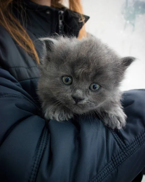 女の子の腕の中の小さな灰色の子猫 — ストック写真