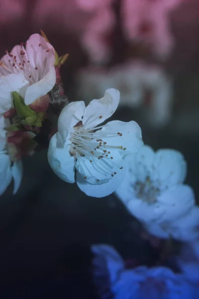 木々の上の白い花のヴィンテージフィルム写真 ノイズとほこりで写真 — ストック写真