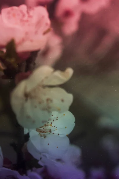 ノイズとほこりのテクスチャを持つ開花木のヴィンテージカラー写真 — ストック写真