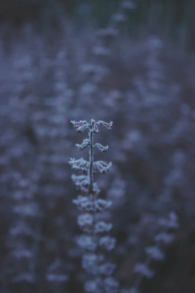 Blauwe Vorst Planten Winter Achtergrond Donkere Foto Met Geluid — Stockfoto