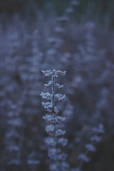 Gel Bleu Sur Les Plantes Fond Hiver Photo Sombre Avec — Photo