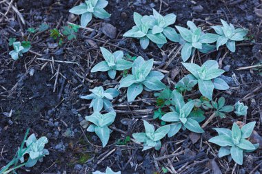 Yerde yeşil yapraklar