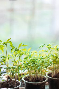 Pencere kenarındaki tek kullanımlık bardaklarda bitkiler. Evde tohumlar
