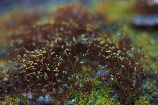 Green Moss Rocks — Stock Photo, Image