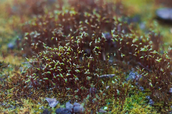 岩石上的绿色苔藓 — 图库照片
