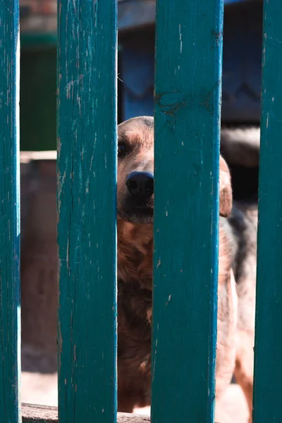 Hund Guckt Von Einem Grünen Zaun — Stockfoto