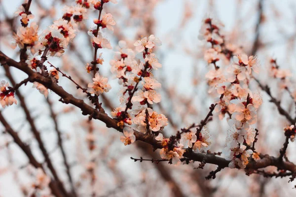 Aprikosblomma Våren Rosa Blommig Bakgrund — Stockfoto