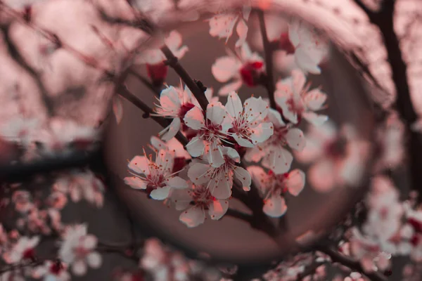 Apricot Blossom Spring Magnifier Pink Floral Background — Stock Photo, Image