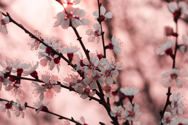 Aprikosenblüte Frühling Rosafarbener Hintergrund — Stockfoto