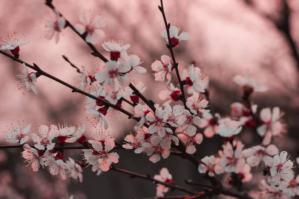 Aprikosenblüte Frühling Rosafarbener Hintergrund — Stockfoto