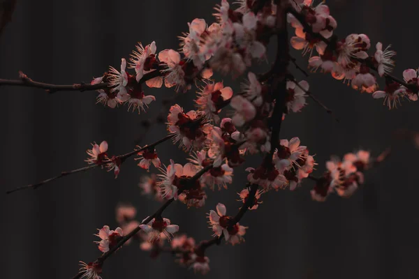 Aprikosenblüte Frühling Rosafarbener Hintergrund — Stockfoto