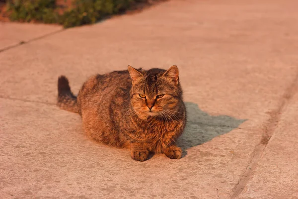 Güneşteki Bir Kedinin Portresi — Stok fotoğraf