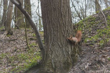 Ormandaki kırmızı sincap