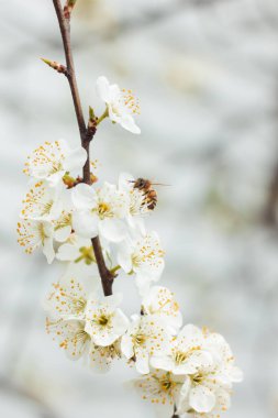 Beyaz erik çiçeği. Ağaç dalları. Beyaz arka plan. Arılar ağaçları döller.