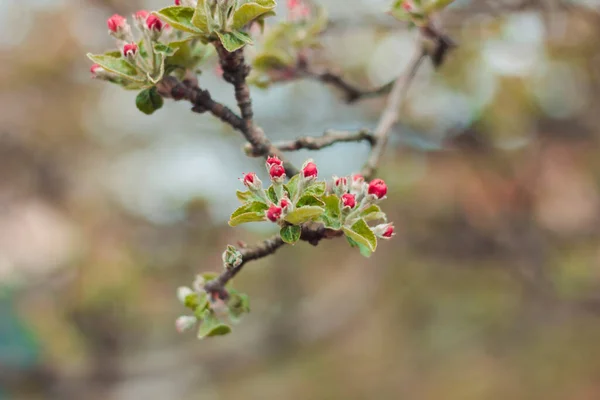 Fioritura Melo Primavera Gemme Rosa Foglie Verdi Sfondo Primavera Spazio — Foto Stock