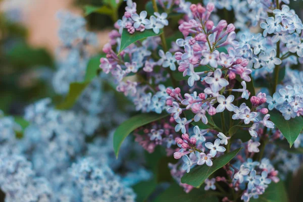 Flores Lilás Jardim Espaço Para Texto — Fotografia de Stock