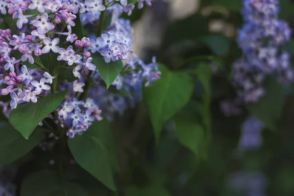 Flores Lilás Jardim Espaço Para Texto — Fotografia de Stock