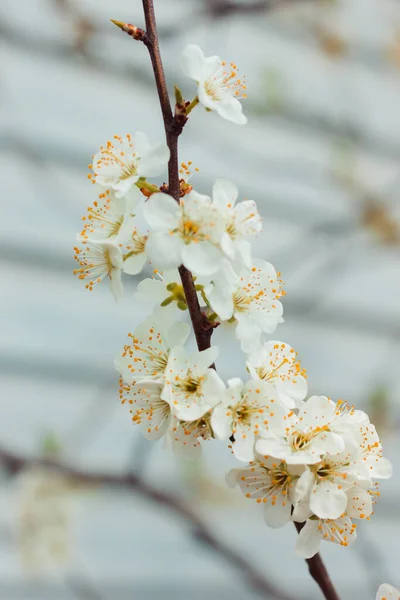 Prune Blanche Fleurit Des Branches Arbres Fond Blanc Les Abeilles — Photo