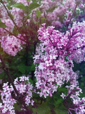 Pembe çiçekler ve yeşil yapraklar. Bahar arkaplanı