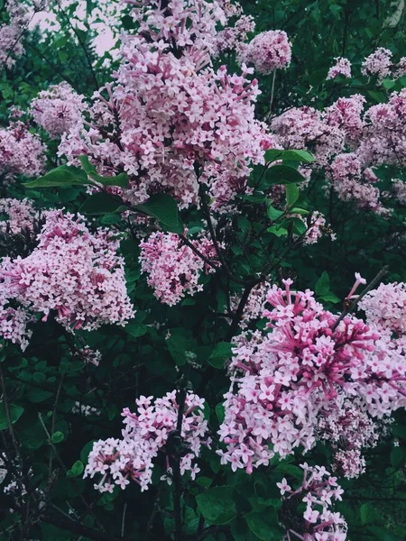 ピンクの花と緑の葉 春の背景 — ストック写真